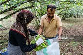 برداشت فندق در اشکور گیلان