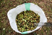 برداشت فندق در اشکور گیلان