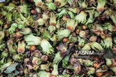 برداشت فندق در اشکور گیلان