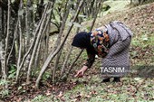 برداشت فندق در اشکور گیلان