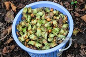 برداشت فندق در اشکور گیلان
