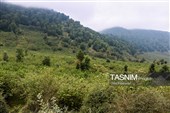 برداشت فندق در اشکور گیلان