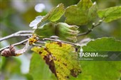 برداشت فندق در اشکور گیلان