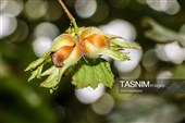 برداشت فندق در اشکور گیلان