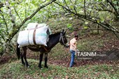 برداشت فندق در اشکور گیلان