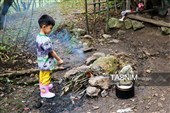 حصاد البندق فی منطقة "اشکور" بمحافظة غیلان