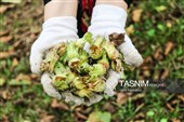 حصاد البندق فی منطقة "اشکور" بمحافظة غیلان