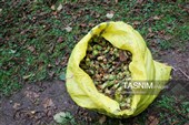 حصاد البندق فی منطقة "اشکور" بمحافظة غیلان