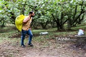 حصاد البندق فی منطقة "اشکور" بمحافظة غیلان