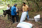 حصاد البندق فی منطقة "اشکور" بمحافظة غیلان