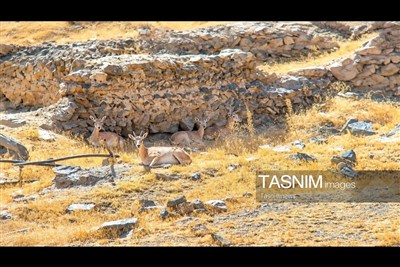 ثبت تصویر «میش ارمنی» در پناهگاه حیات‌وحش انگوران