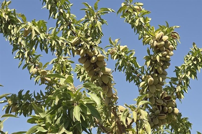 آغاز برداشت بادام در چهارمحال و بختیاری/ برداشت 30 هزار تن بادام