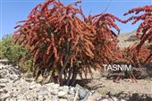 پاییز سرخ خراسان جنوبی؛ وقتی زرشک‌زارها به تماشا می‌نشینند