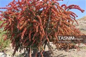 پاییز سرخ خراسان جنوبی؛ وقتی زرشک‌زارها به تماشا می‌نشینند