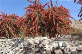 پاییز سرخ خراسان جنوبی؛ وقتی زرشک‌زارها به تماشا می‌نشینند