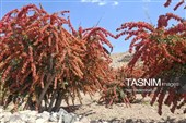 پاییز سرخ خراسان جنوبی؛ وقتی زرشک‌زارها به تماشا می‌نشینند