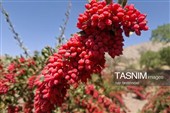 پاییز سرخ خراسان جنوبی؛ وقتی زرشک‌زارها به تماشا می‌نشینند