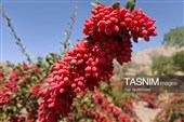 پاییز سرخ خراسان جنوبی؛ وقتی زرشک‌زارها به تماشا می‌نشینند