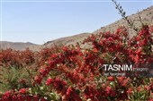 پاییز سرخ خراسان جنوبی؛ وقتی زرشک‌زارها به تماشا می‌نشینند