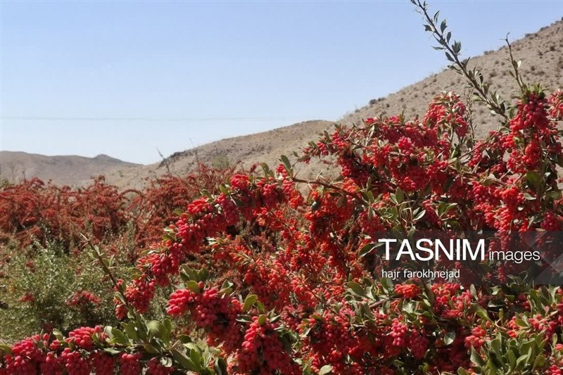 اخبار استان خراسان جنوبی , `پاییز , نظام مسائل استان خراسان جنوبی ,