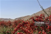 پاییز سرخ خراسان جنوبی؛ وقتی زرشک‌زارها به تماشا می‌نشینند