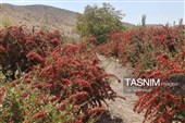 پاییز سرخ خراسان جنوبی؛ وقتی زرشک‌زارها به تماشا می‌نشینند