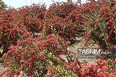 پاییز سرخ خراسان جنوبی؛ وقتی زرشک‌زارها به تماشا می‌نشینند