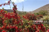 پاییز سرخ خراسان جنوبی؛ وقتی زرشک‌زارها به تماشا می‌نشینند