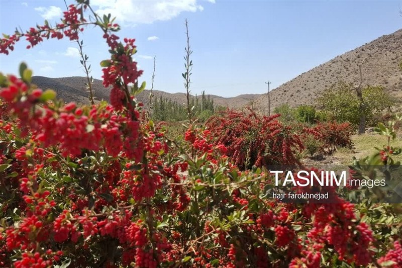 اخبار استان خراسان جنوبی , `پاییز , نظام مسائل استان خراسان جنوبی ,