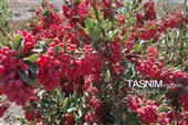 پاییز سرخ خراسان جنوبی؛ وقتی زرشک‌زارها به تماشا می‌نشینند