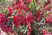 پاییز سرخ خراسان جنوبی؛ وقتی زرشک‌زارها به تماشا می‌نشینند