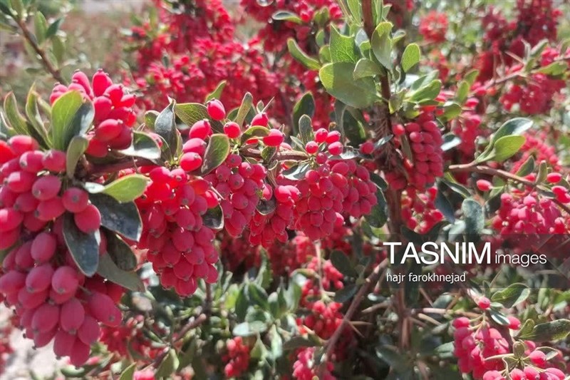 اخبار استان خراسان جنوبی , `پاییز , نظام مسائل استان خراسان جنوبی ,