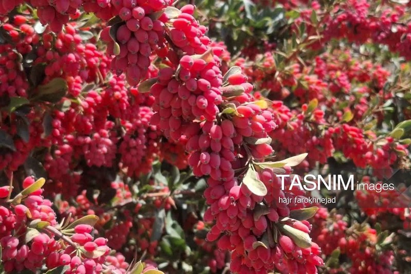 اخبار استان خراسان جنوبی , نظام مسائل استان خراسان جنوبی , کشاورزی ,