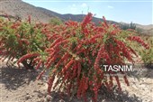 پاییز سرخ خراسان جنوبی؛ وقتی زرشک‌زارها به تماشا می‌نشینند