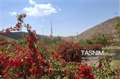 پاییز سرخ خراسان جنوبی؛ وقتی زرشک‌زارها به تماشا می‌نشینند