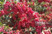 پاییز سرخ خراسان جنوبی؛ وقتی زرشک‌زارها به تماشا می‌نشینند