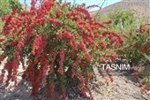 پاییز سرخ خراسان جنوبی؛ وقتی زرشک‌زارها به تماشا می‌نشینند