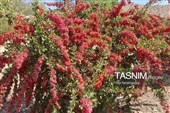 پاییز سرخ خراسان جنوبی؛ وقتی زرشک‌زارها به تماشا می‌نشینند
