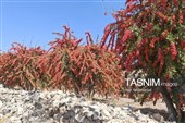 پاییز سرخ خراسان جنوبی؛ وقتی زرشک‌زارها به تماشا می‌نشینند