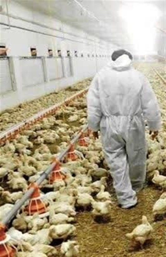 صیانت از صنعت پرورش طیورخراسان رضوی/نظارت بهداشتی بر47میلیون قطعه جوجه