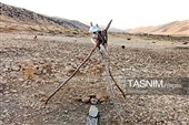 تپشِ حیات در رگ‌های زاگرس