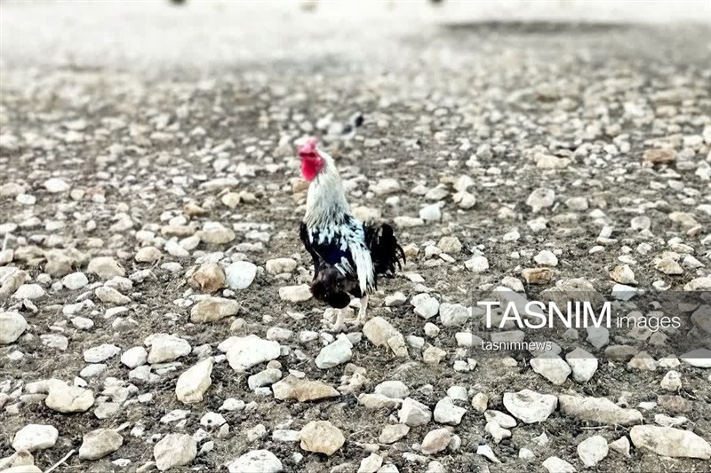 اخبار استان کهگیلویه و بویراحمد , مرکز آفرینش های ادبی حوزه هنری , 