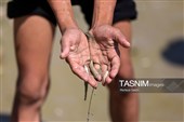 خشکی زاینده رود خطری برای محیط زیست