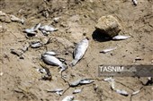 خشکی زاینده رود خطری برای محیط زیست