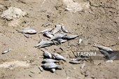 خشکی زاینده رود خطری برای محیط زیست