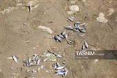 خشکی زاینده رود خطری برای محیط زیست