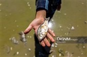 خشکی زاینده رود خطری برای محیط زیست