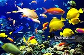 تولید 4.5 میلیون قطعه ماهی زینتی در قم