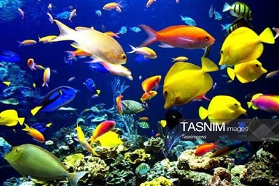 تولید 4.5 میلیون قطعه ماهی زینتی در قم