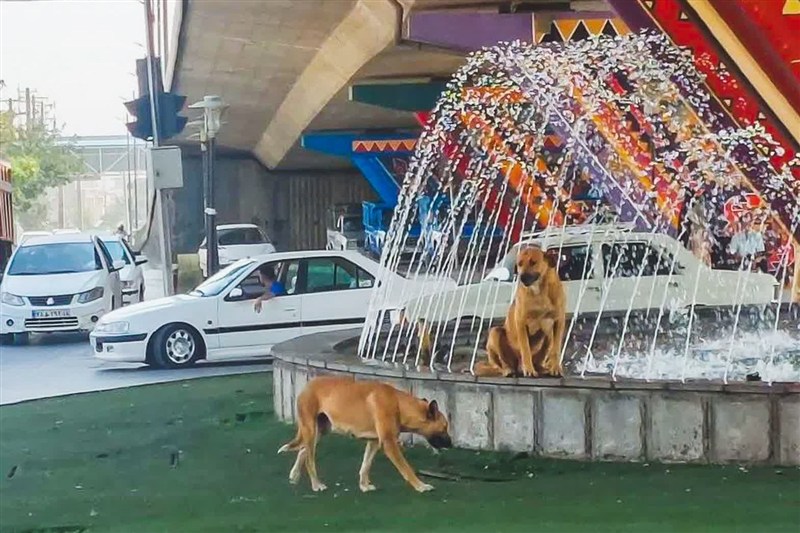 اخبار استان همدان , اخبار همدان ,